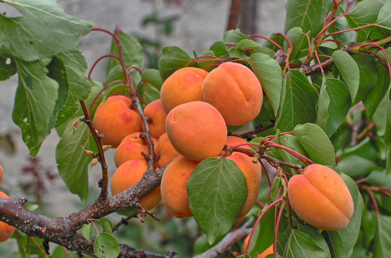 Сорт абрикоса Триумф