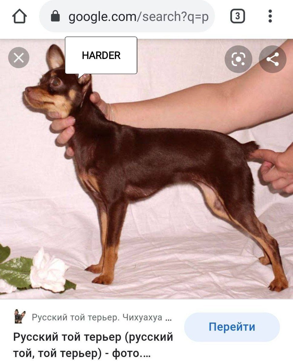 порода собак русский той терьер фото