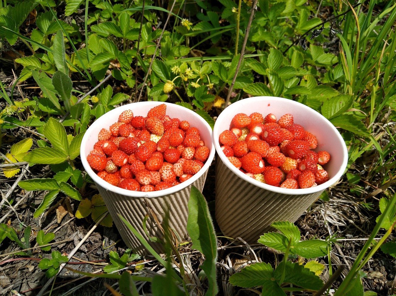 клубника луговая фото ягода