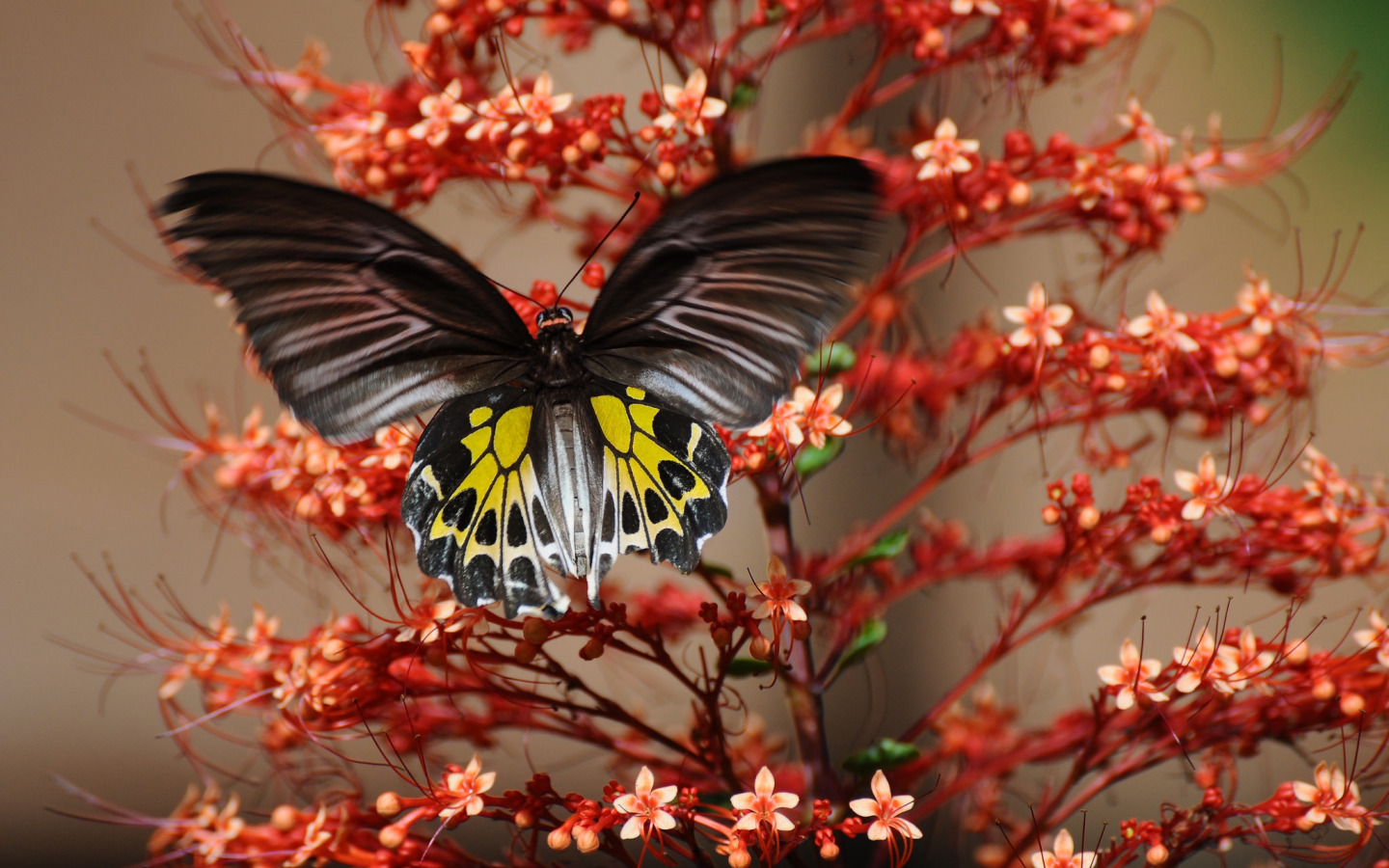 Экзотические бабочки на цветах