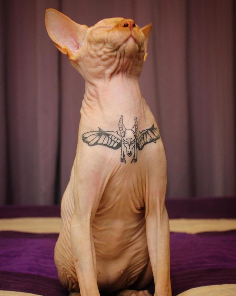 Кошка сфинкс татуировка (58 фото) .