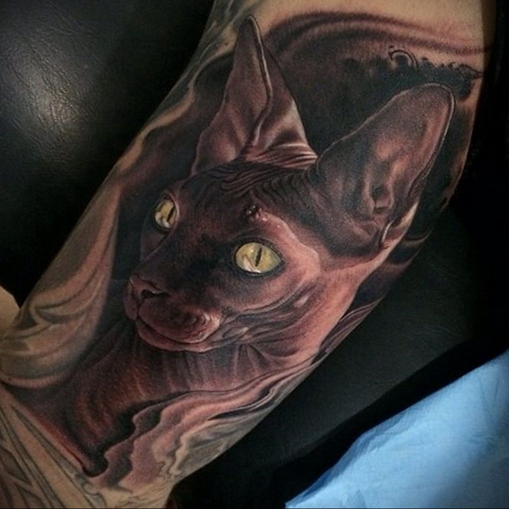 Кошка сфинкс татуировка (58 фото) .