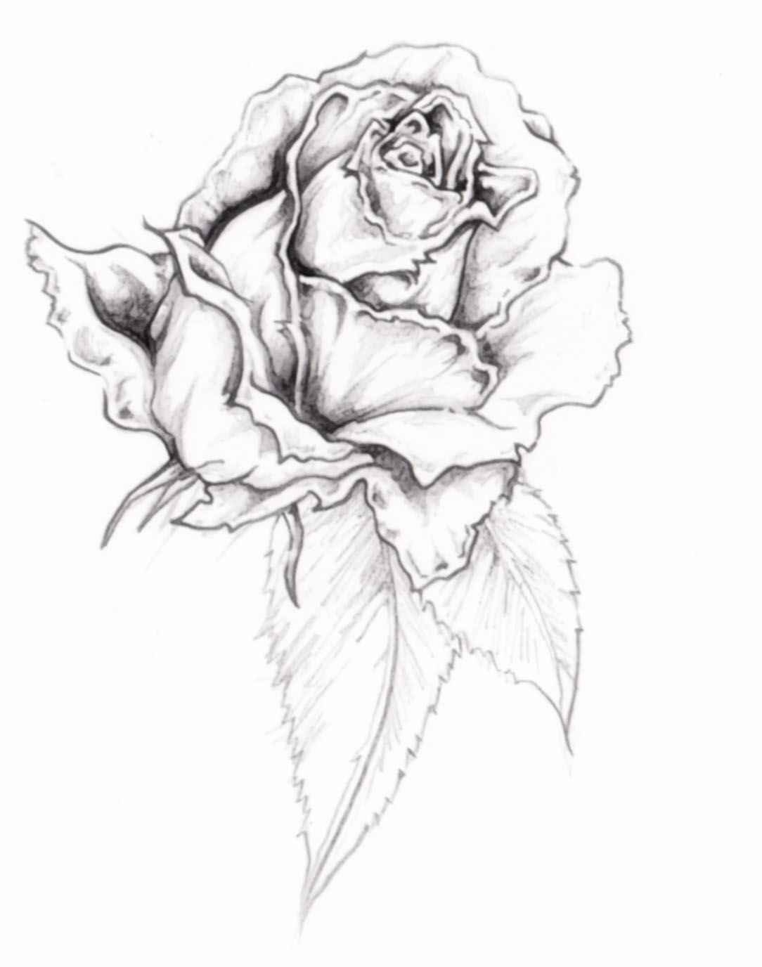 Эскиз розы карандашом