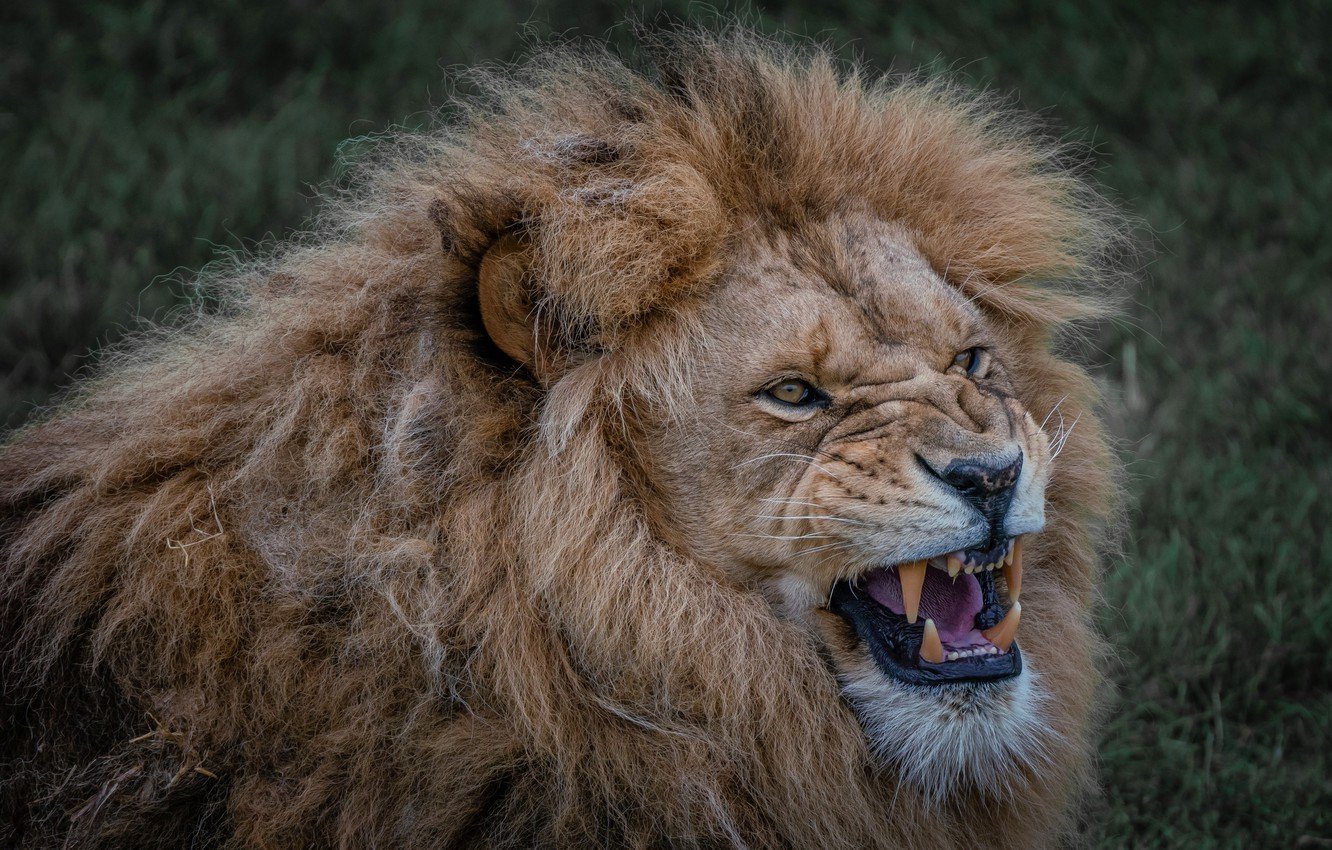 Морда рычащего Льва