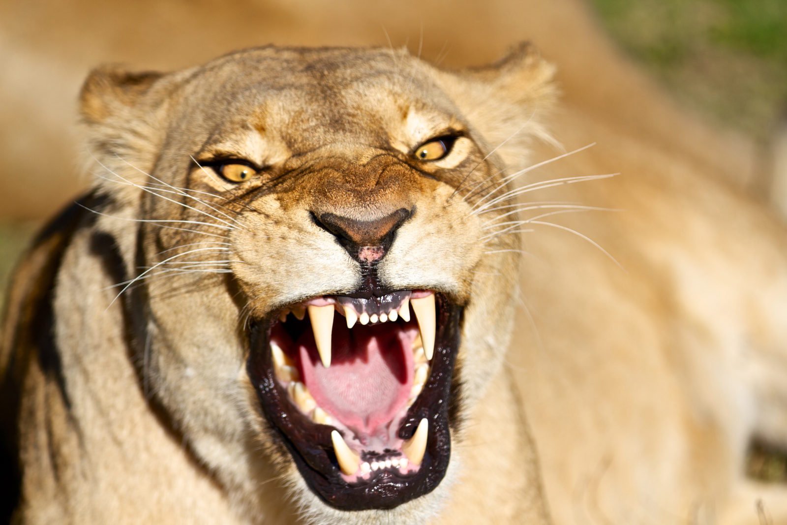 фото злых львов
