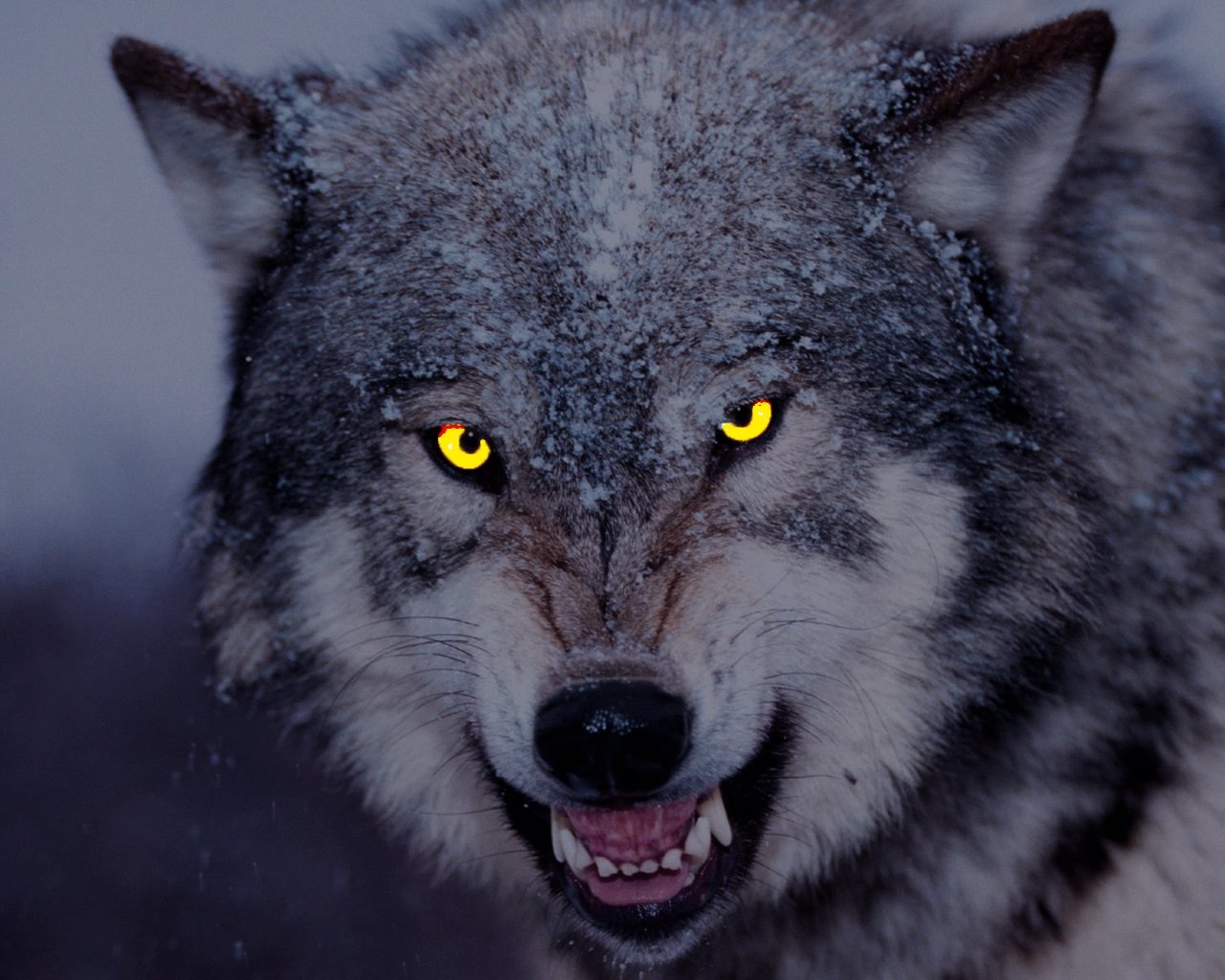 фото волка в хорошем качестве на аватарку