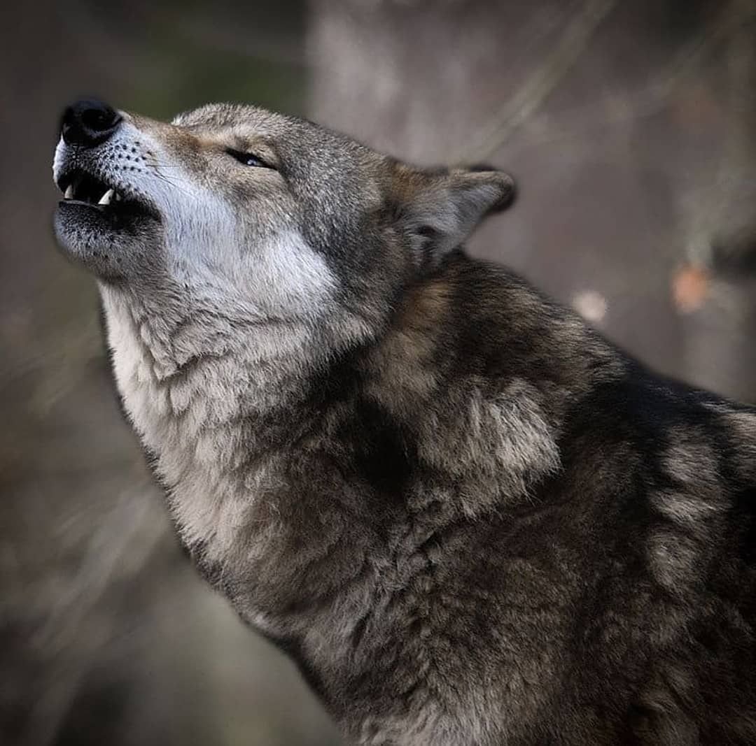фото гордого волка