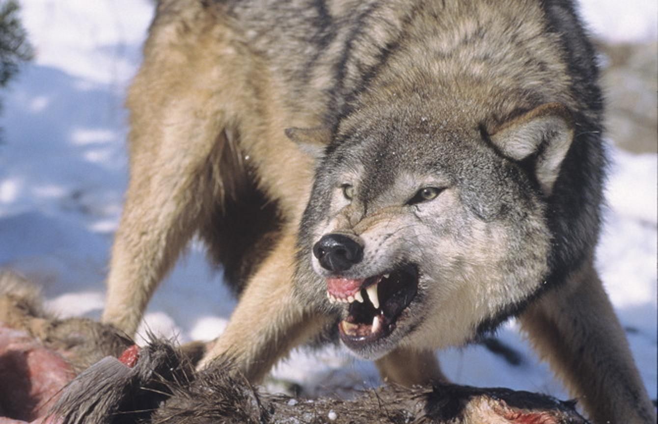 Агрессивный волк