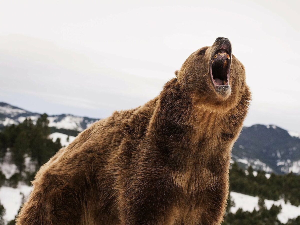 крутые фото медведя