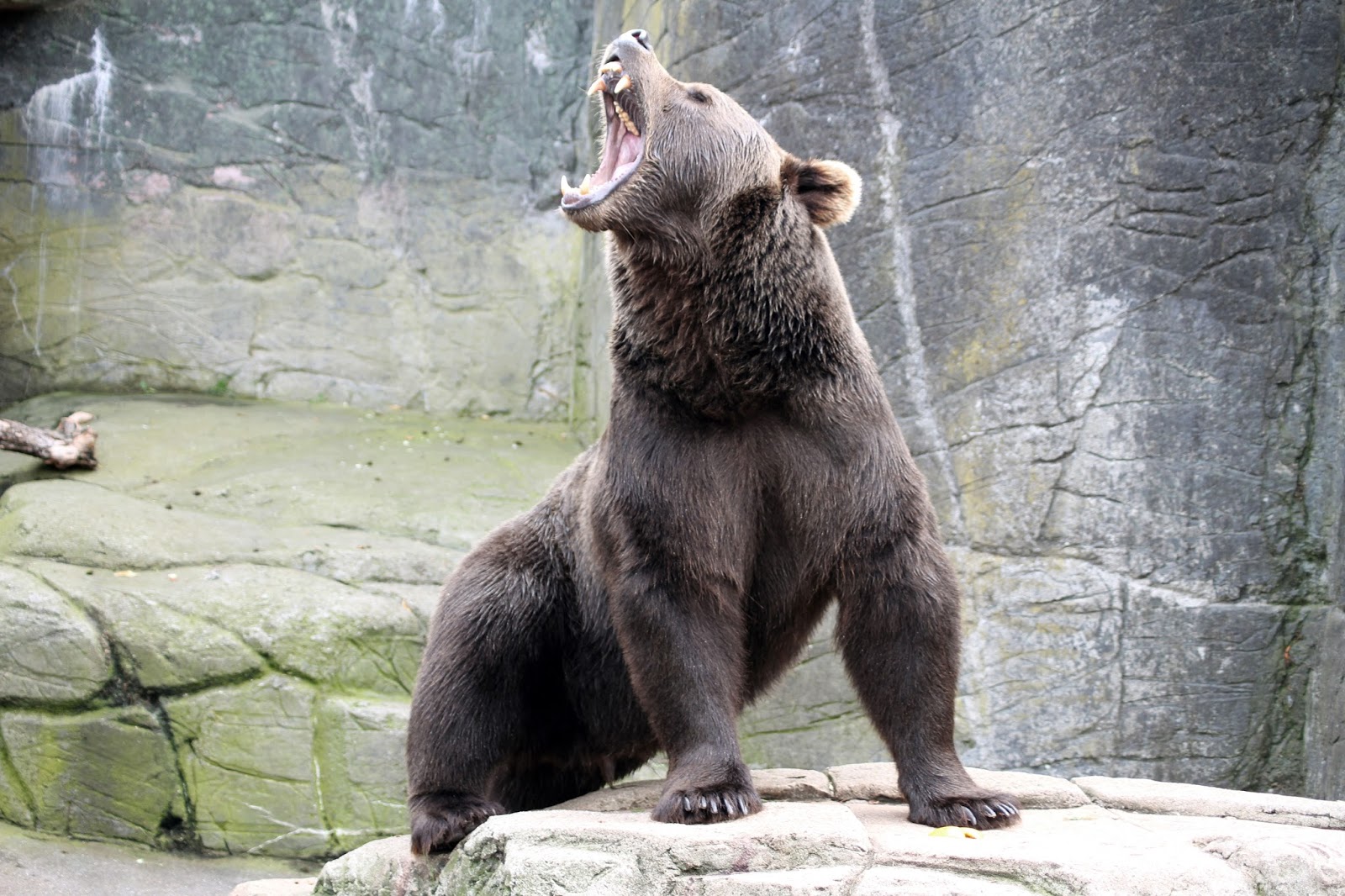 Медведь Сбоку