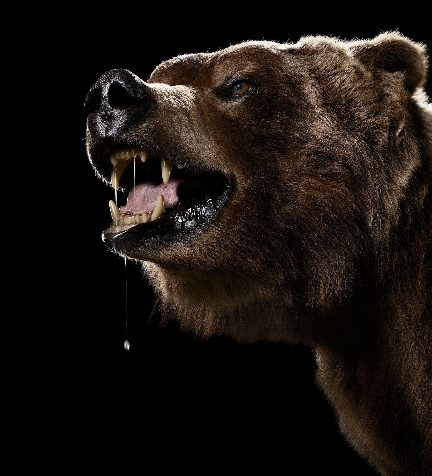 Медведь Гризли злой