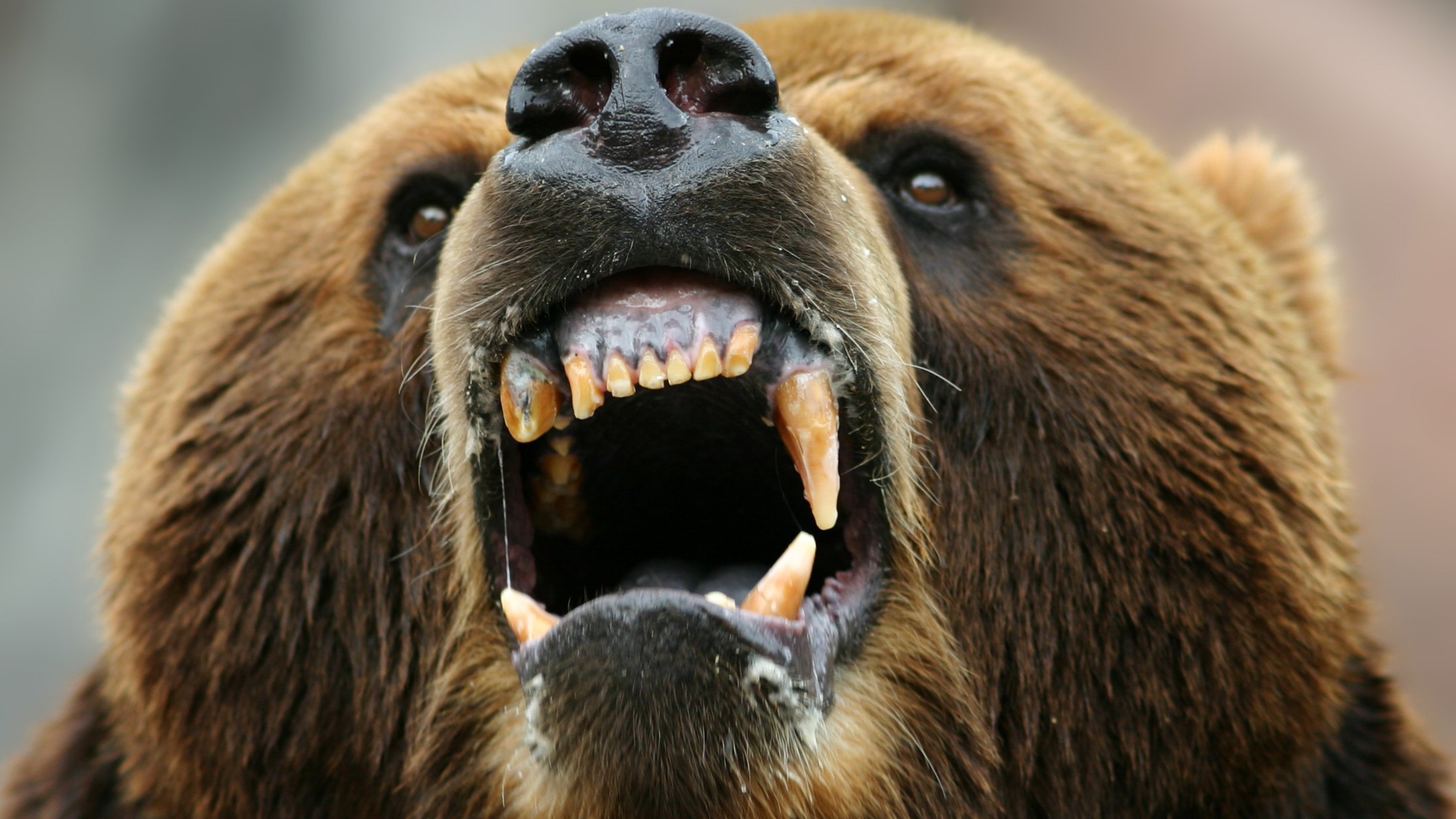 Медведь с зубами герой фильма