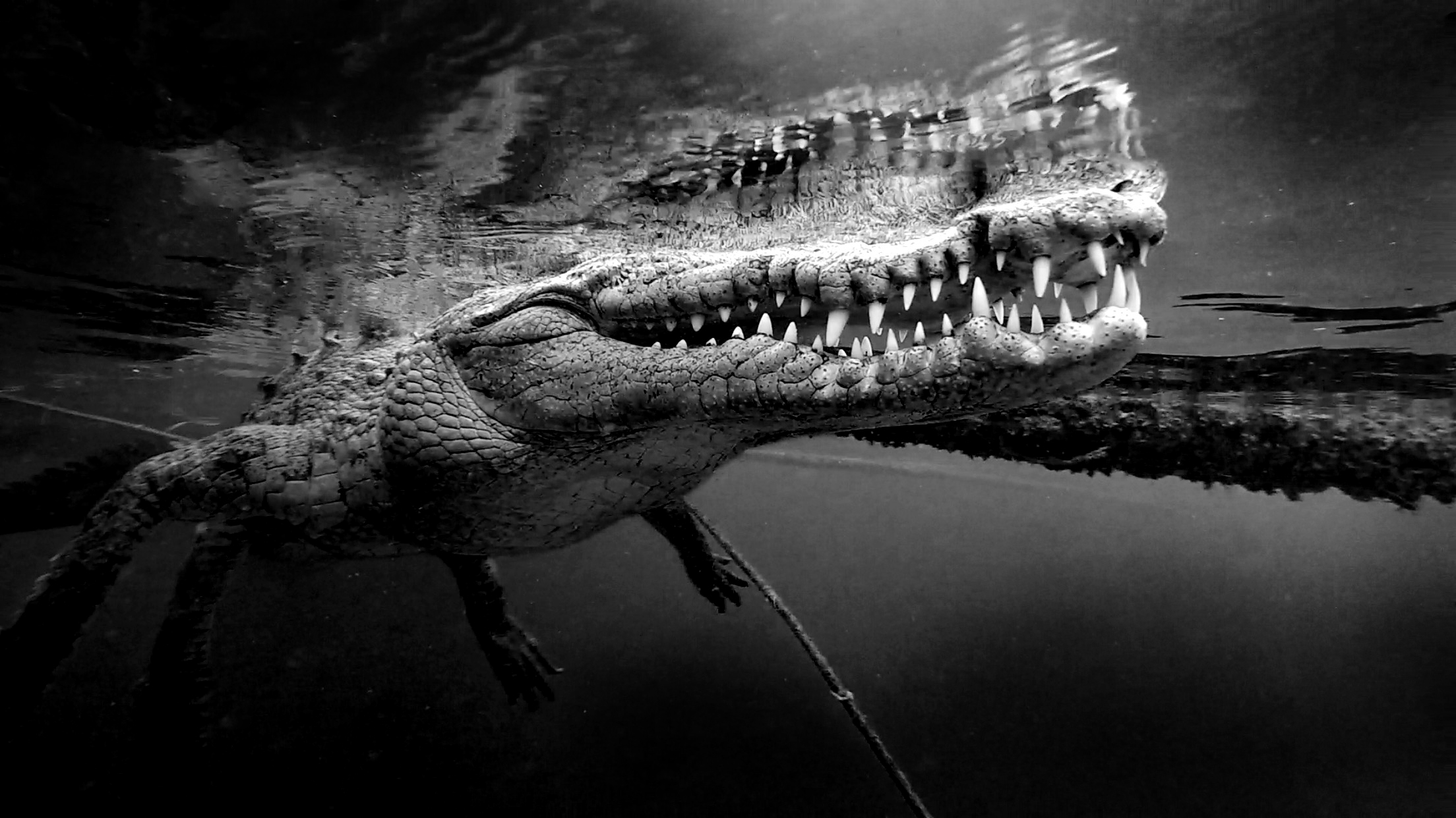 Крокодил арт