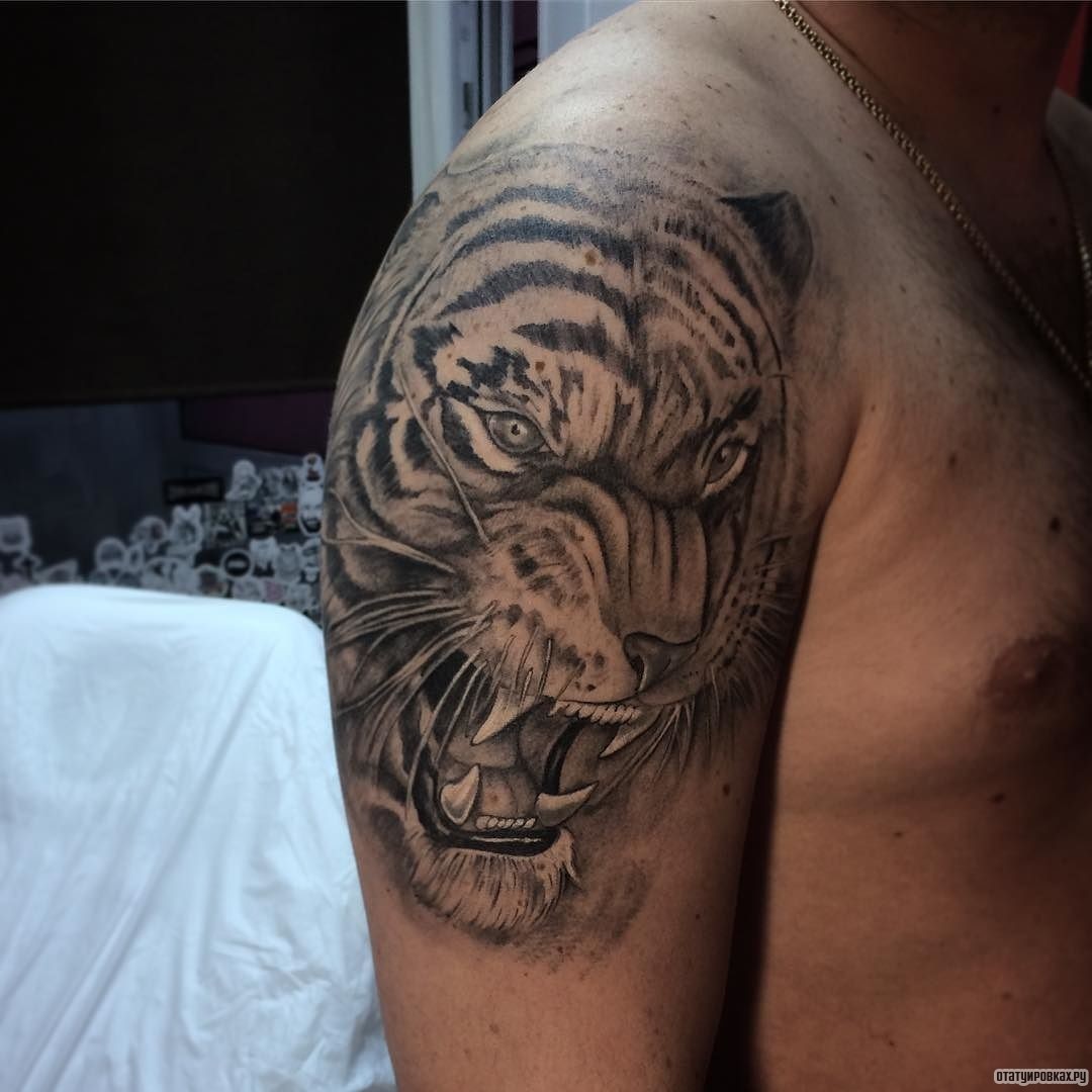 Тату тигр оскал на плече левое