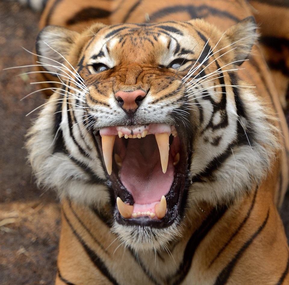 Оскал бенгальского тигра