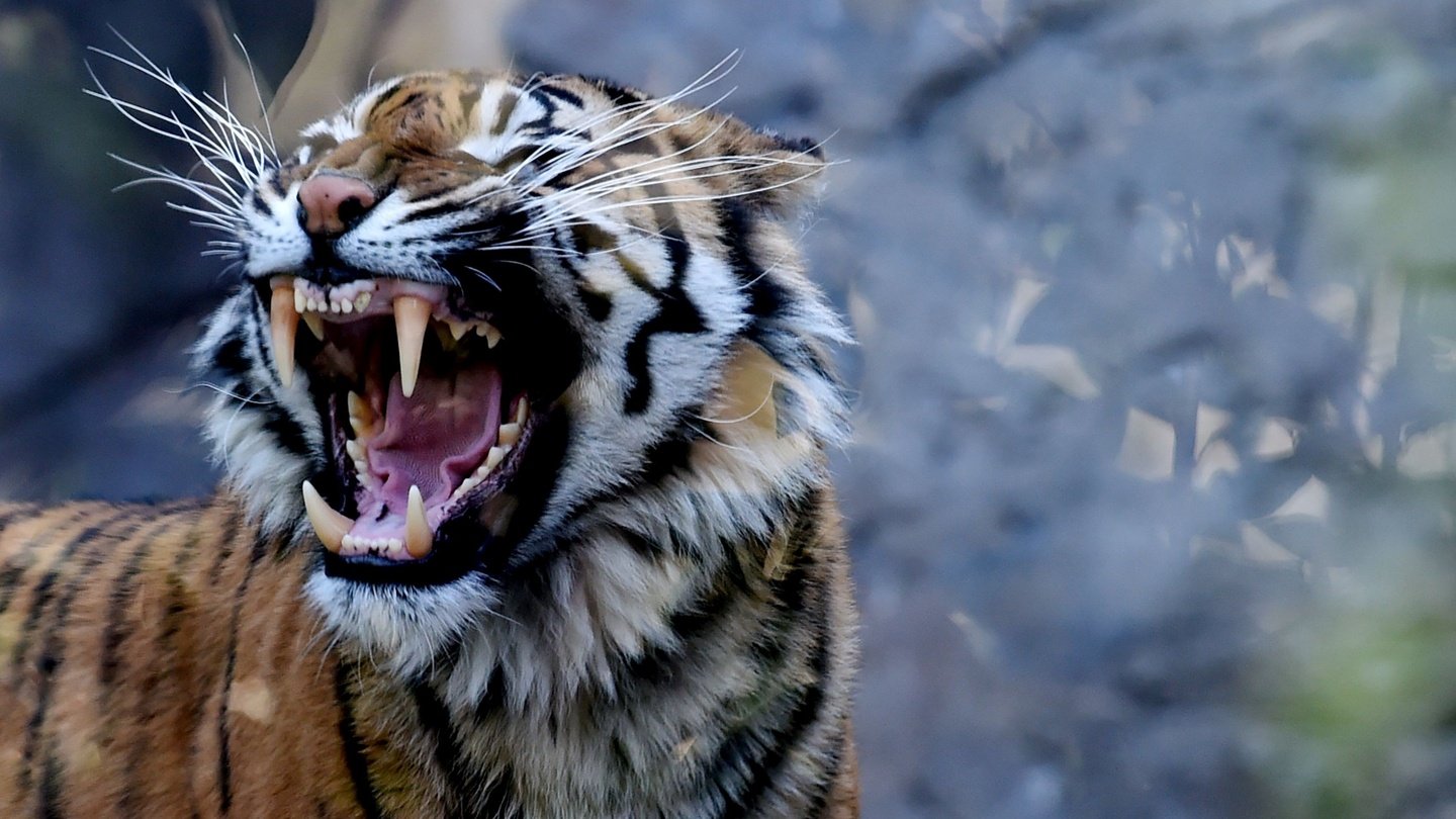 Амурский Тигр Злой