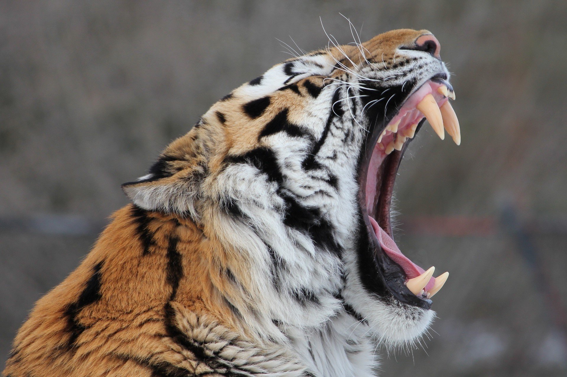 Оскал Уссурийского тигра