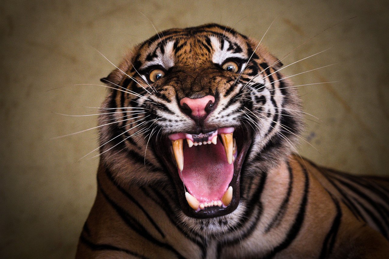 Тайгер тигр рычит