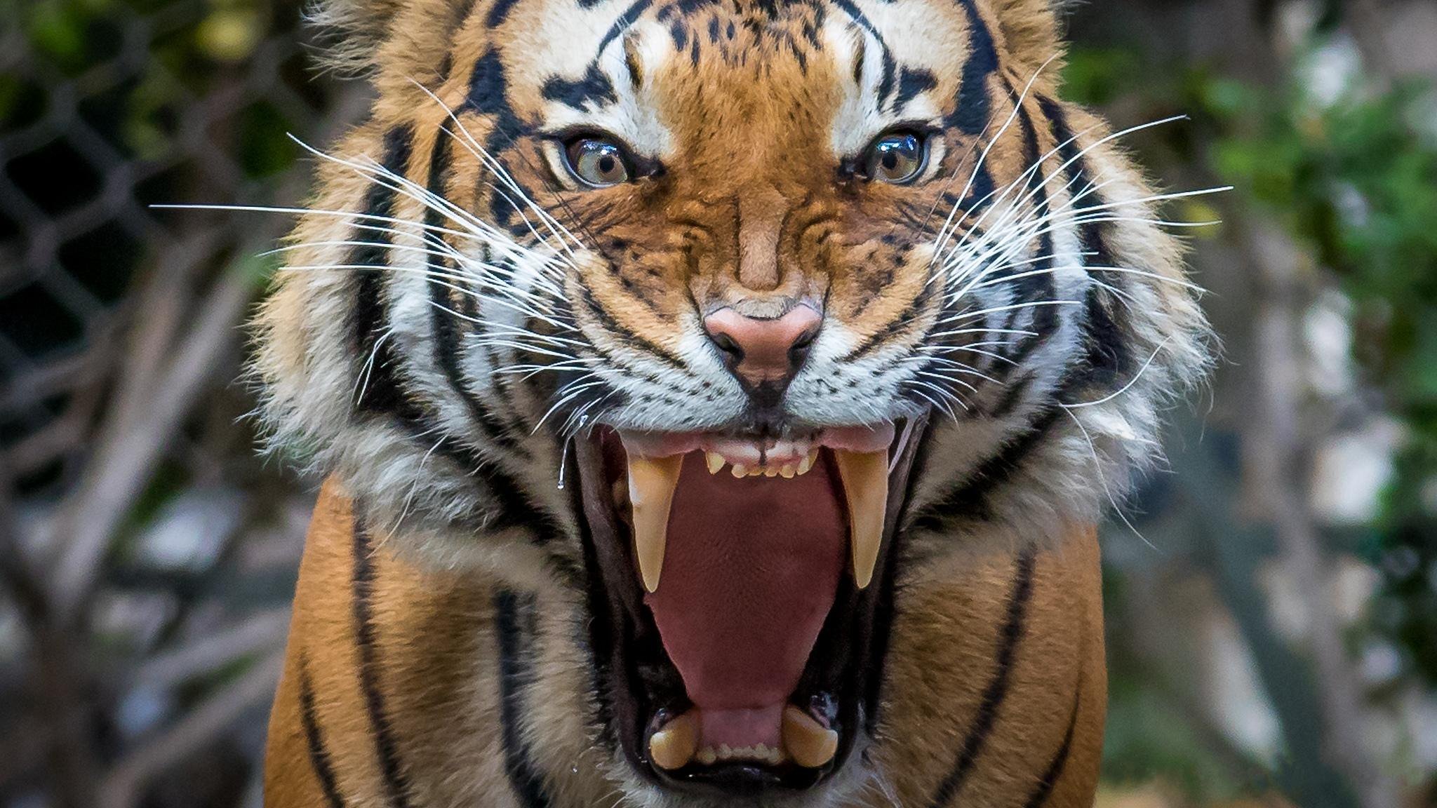 Амурский тигр клыки