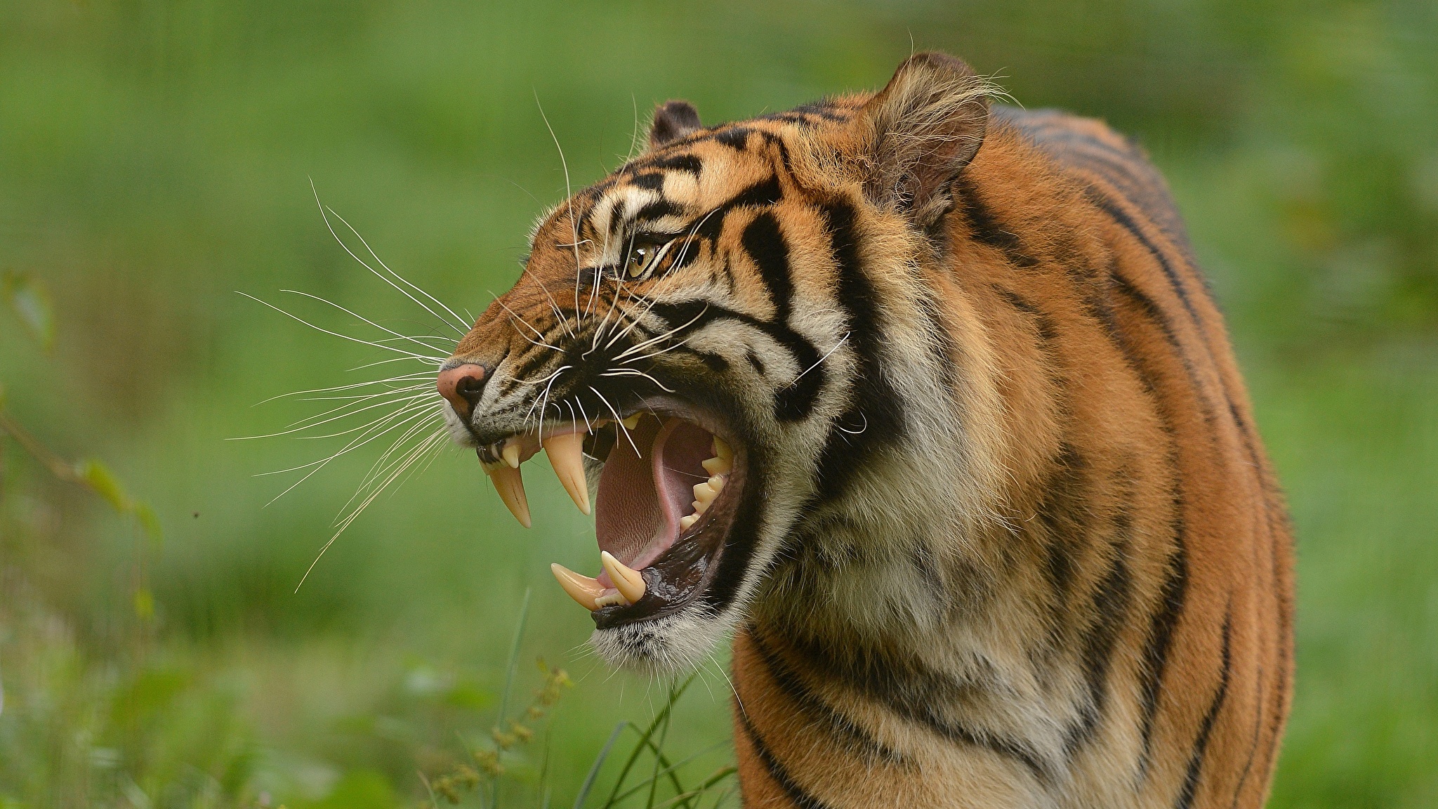 Уссурийский тигр оскал