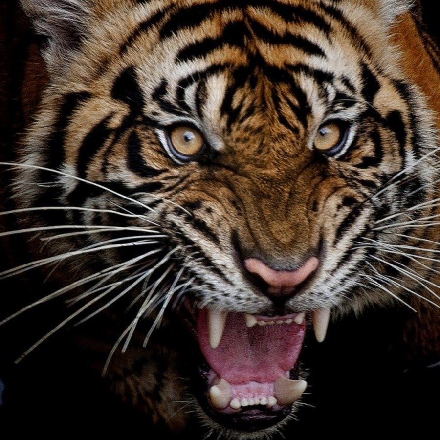 Злой оскал тигра