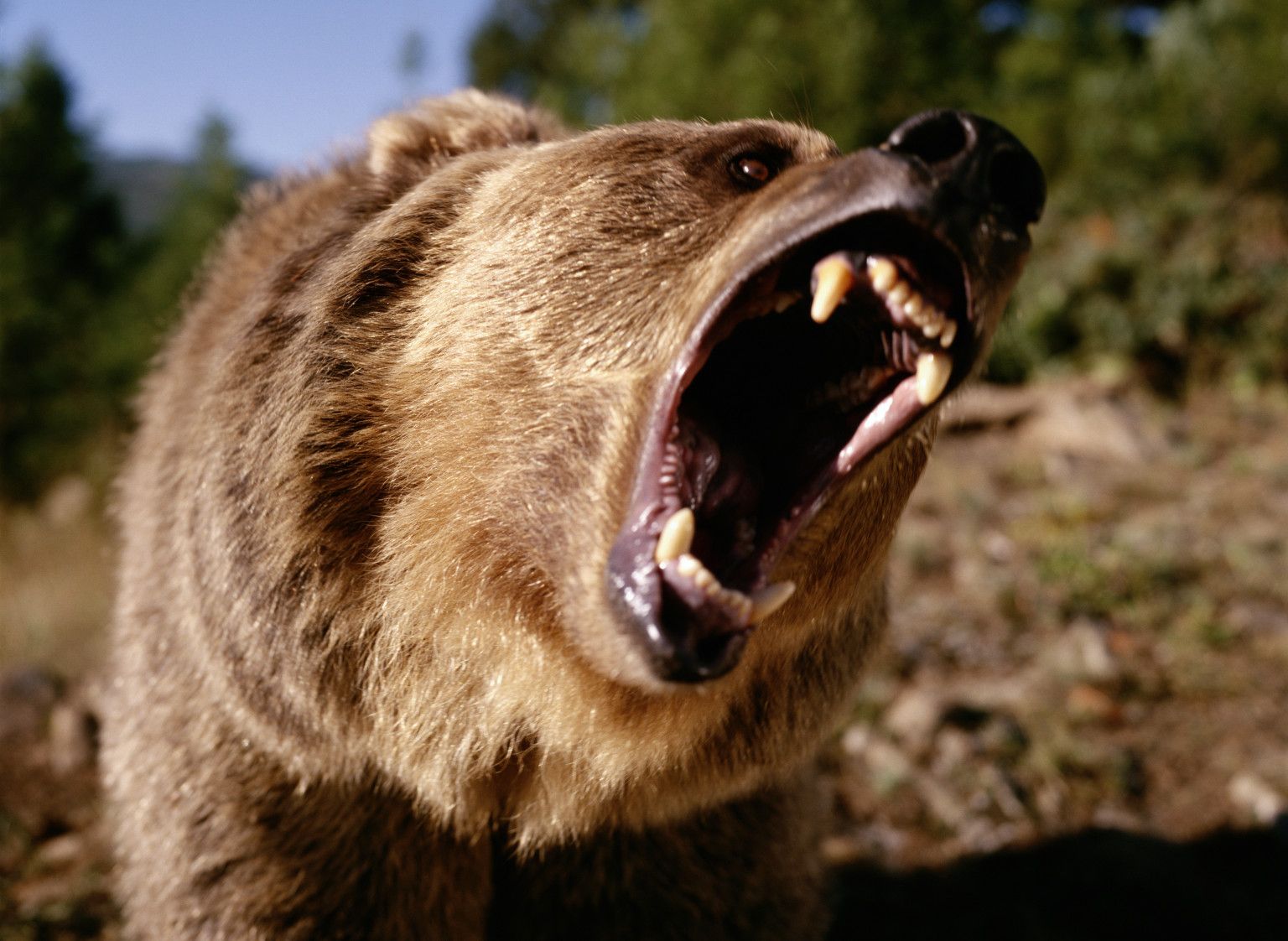 Камчатский медведь-каннибал