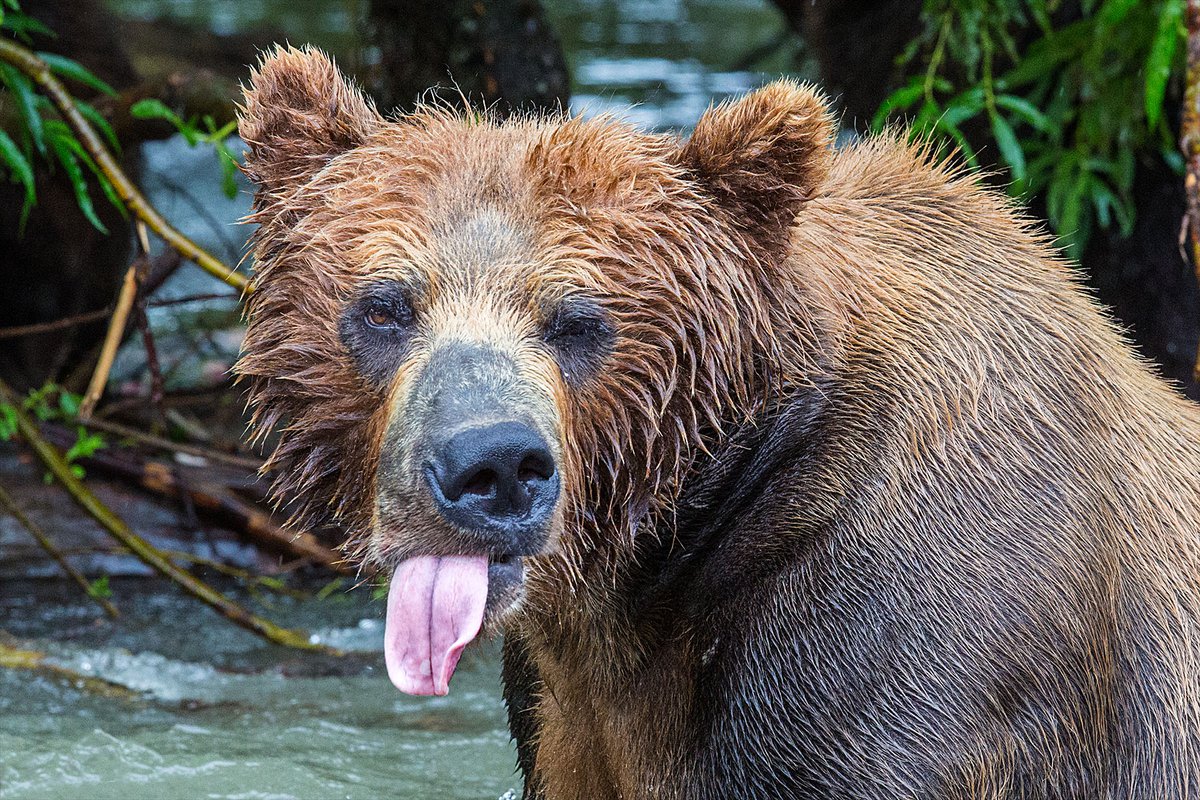 фото ревущего медведя