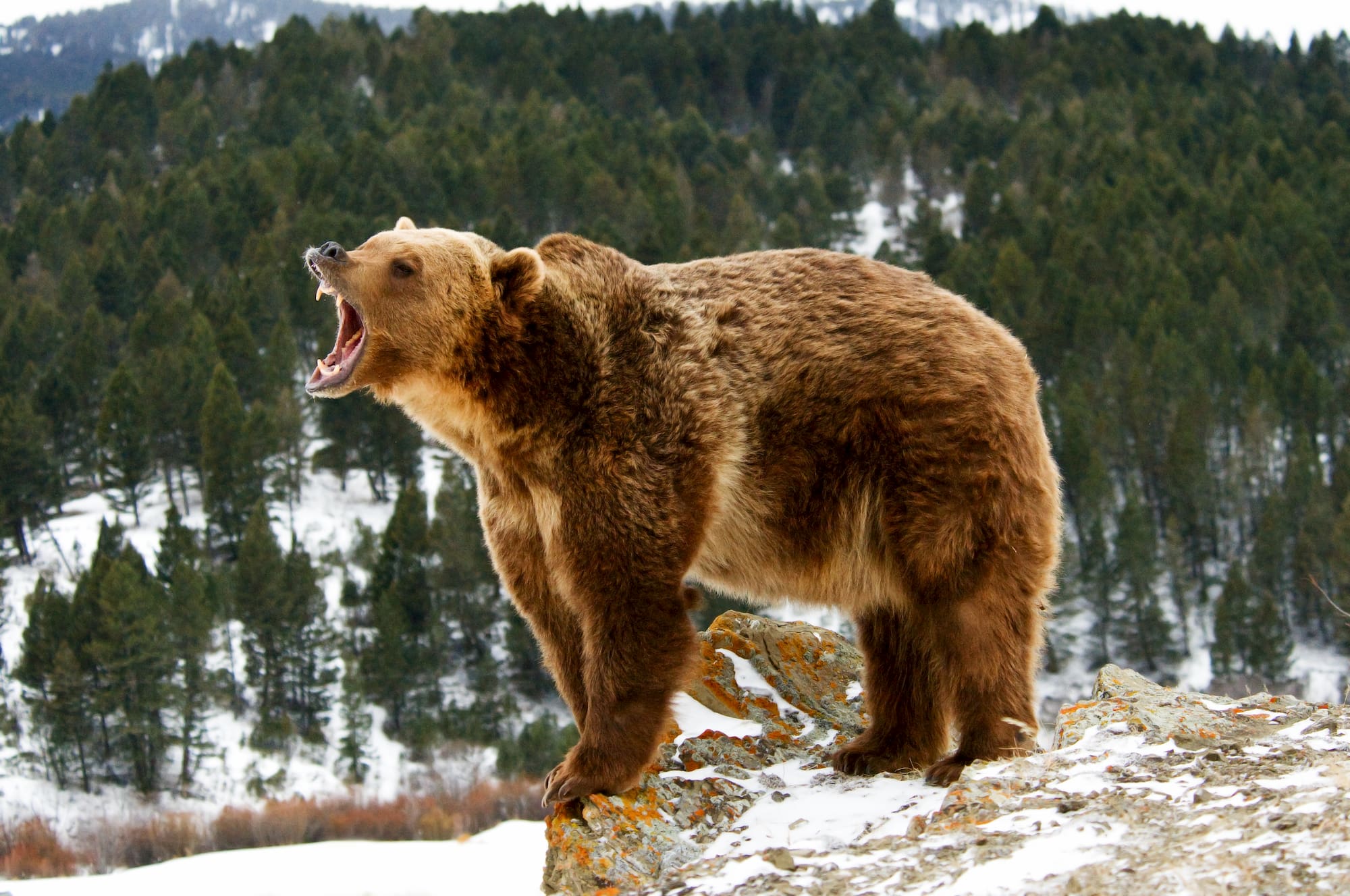 Медведь Сбоку