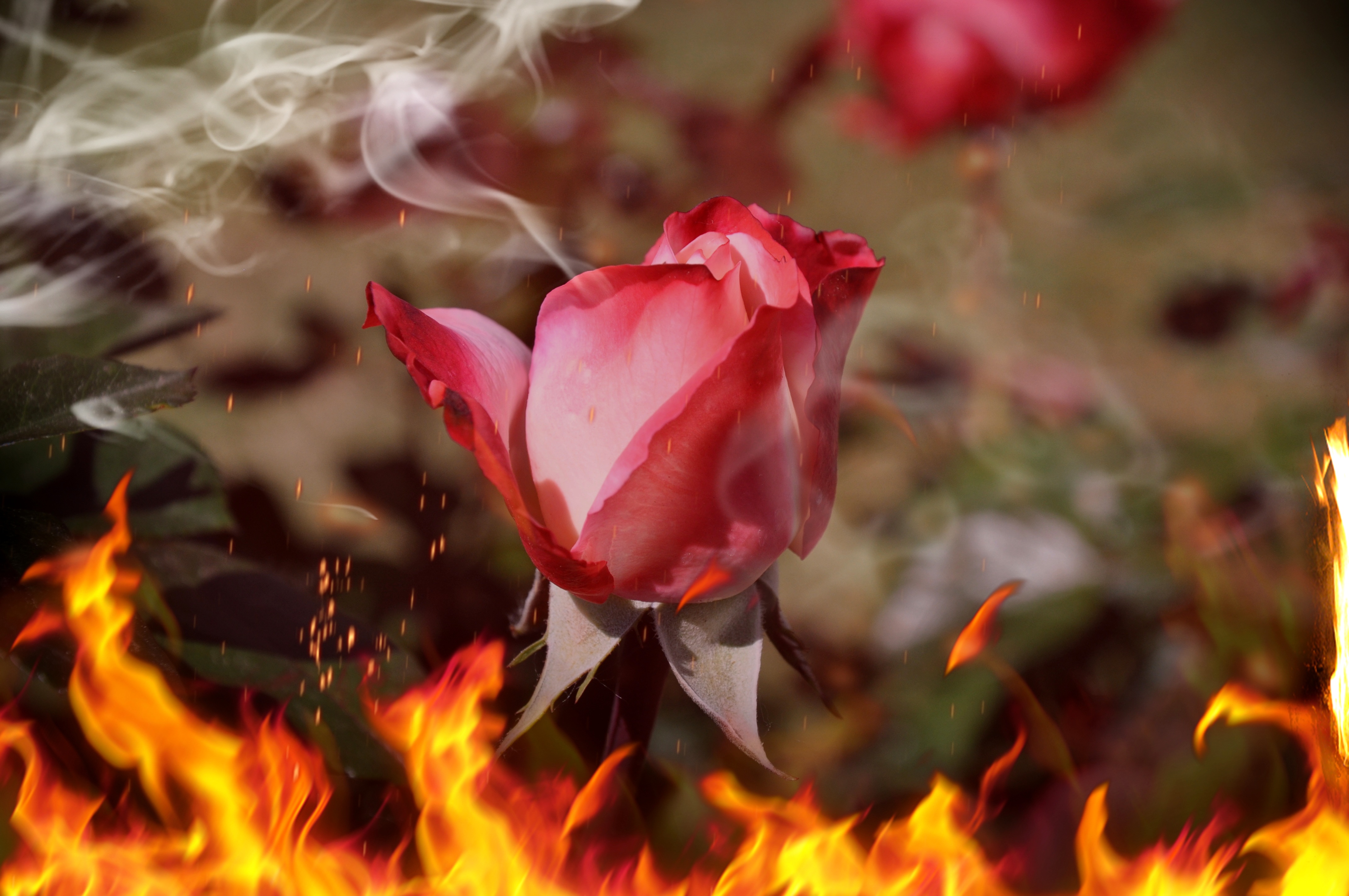 Розы Огненного Цвета