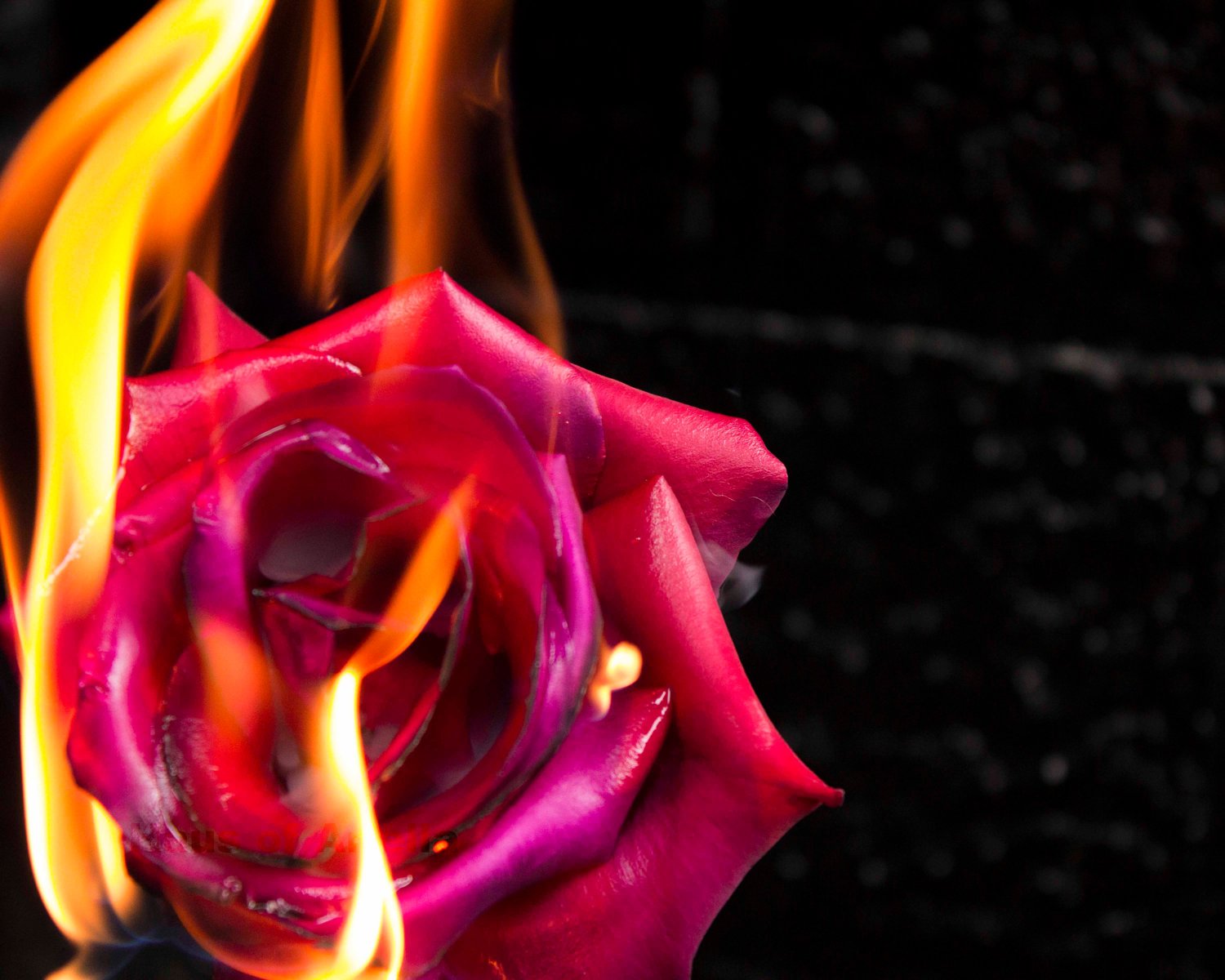 Розы Огненного Цвета