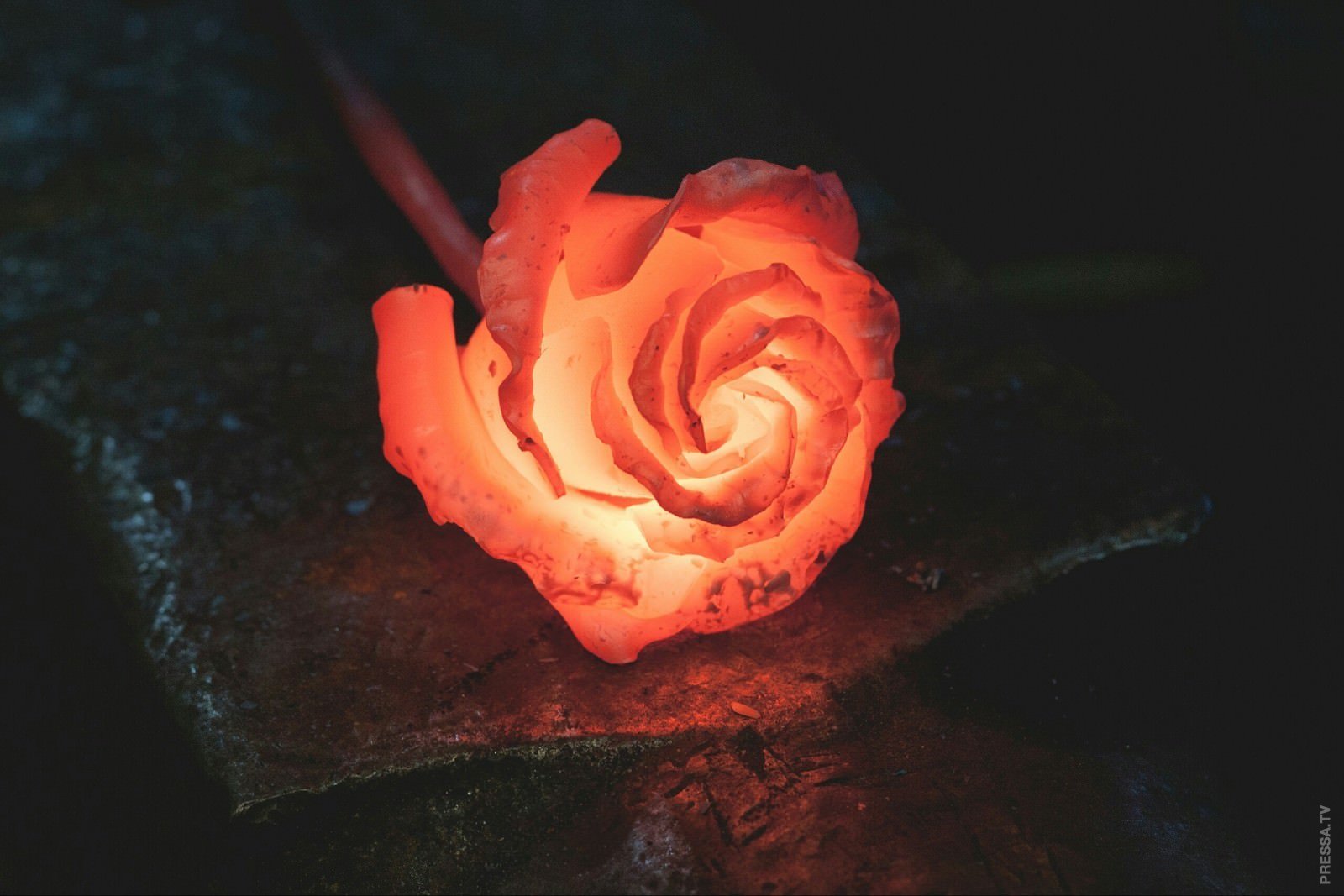 Роза Аленький цветочек