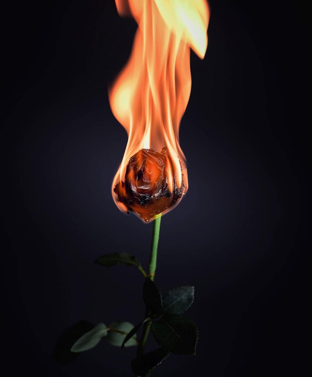 Огненная роза Сафон