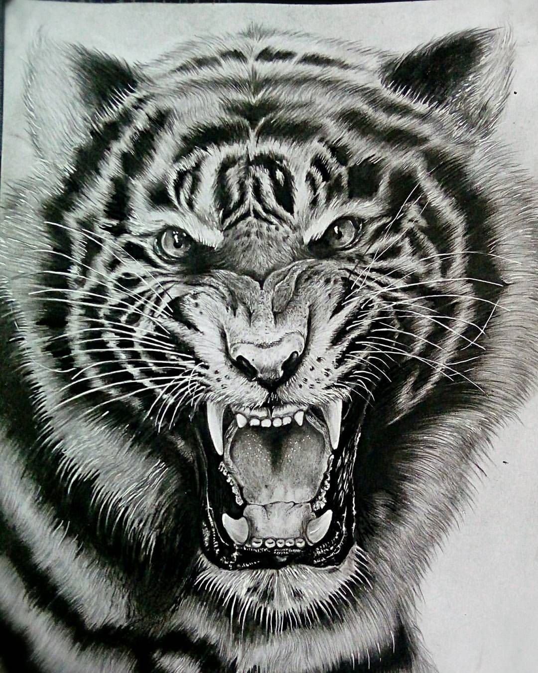 Эскизы татуировок оскал тигра