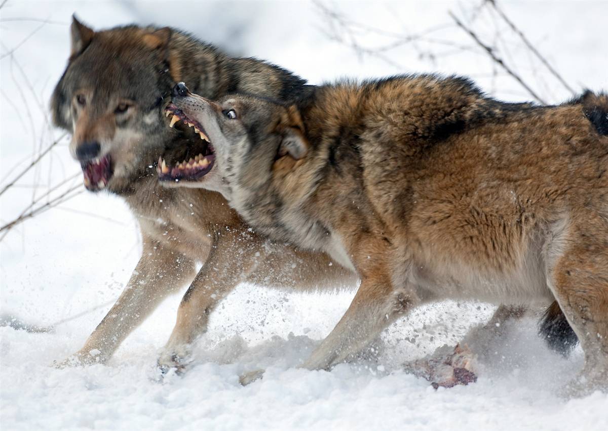 нападающий волк фото