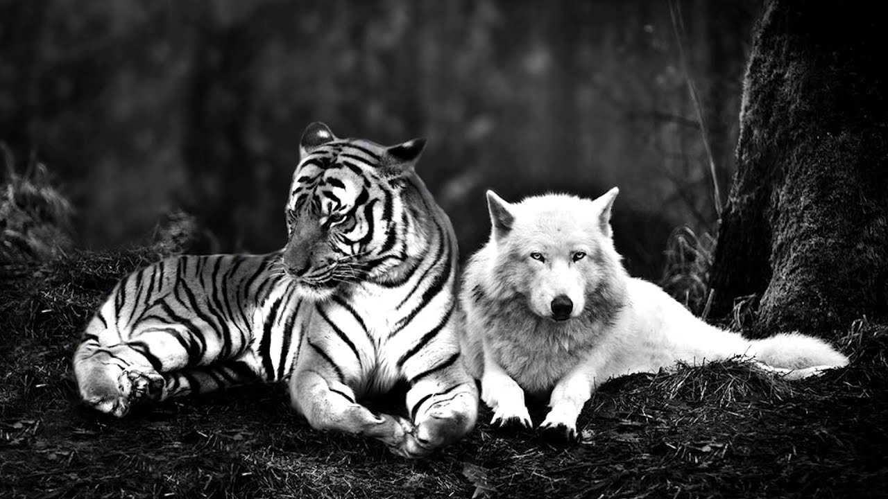 Тигр и волчица