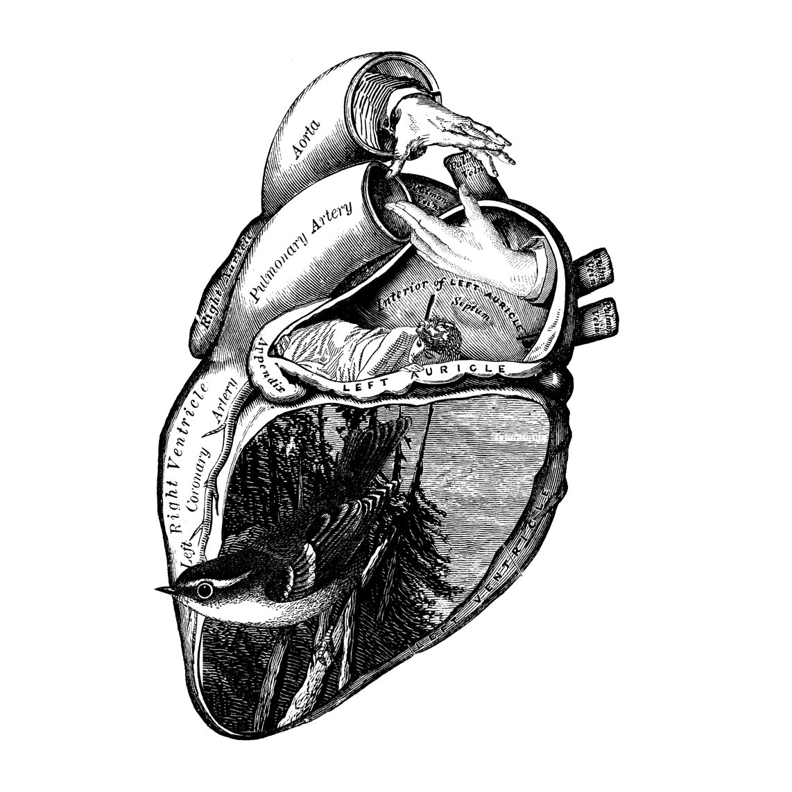 Анатомическое сердце тату