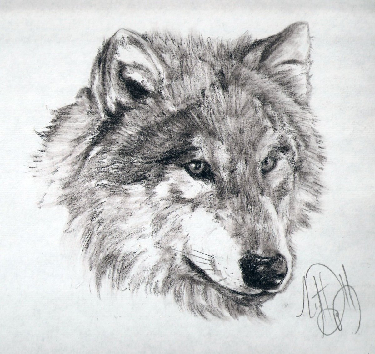Волк рисунок Графика