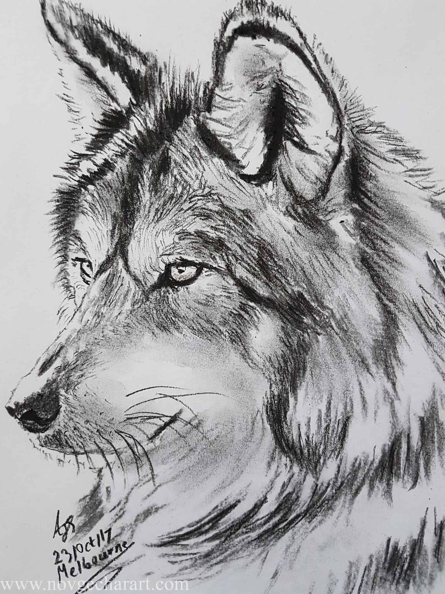 Графический портрет волка