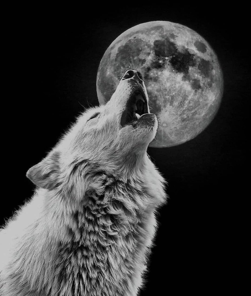 тату волки фото вой на луну