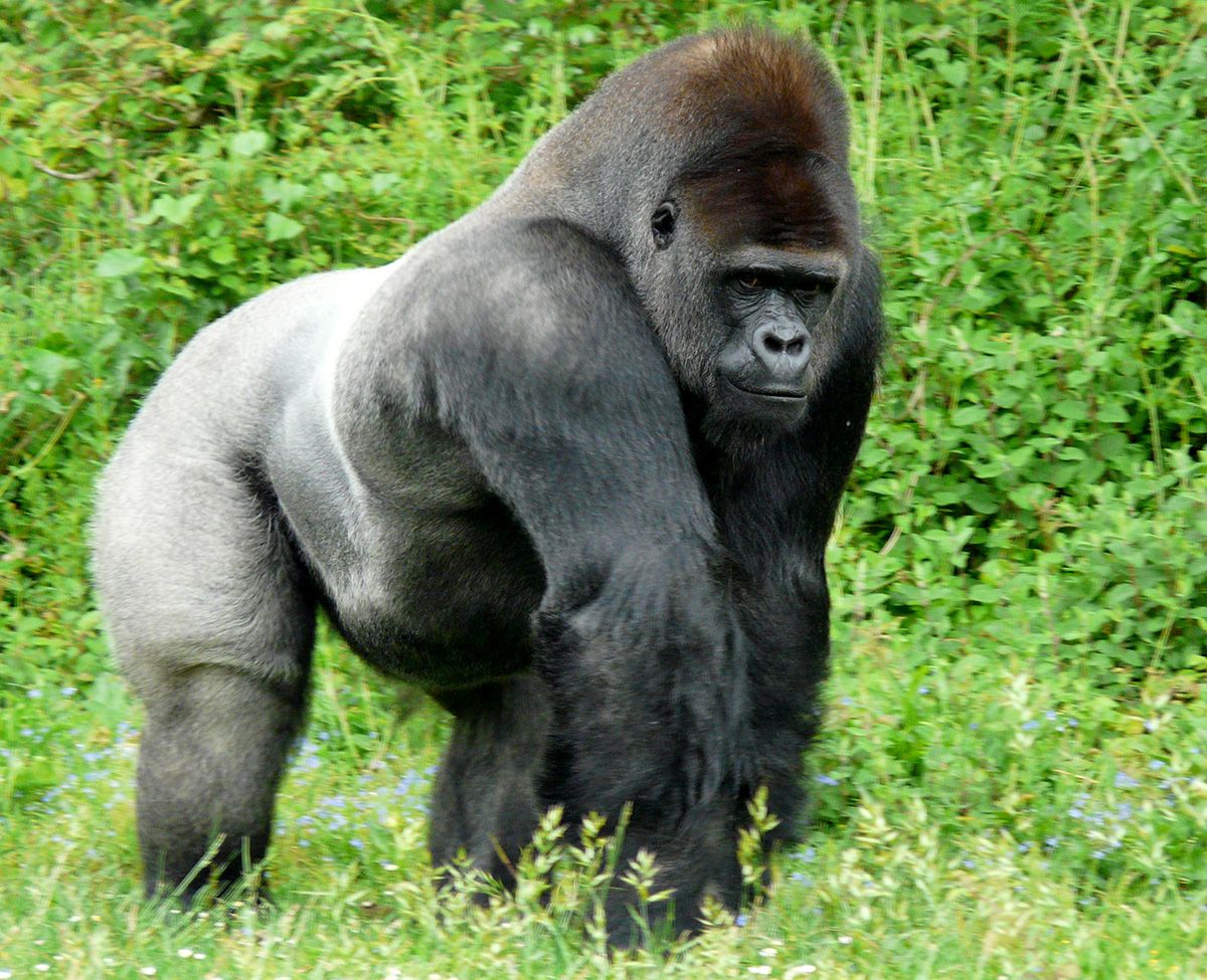 Животные Африки горилла