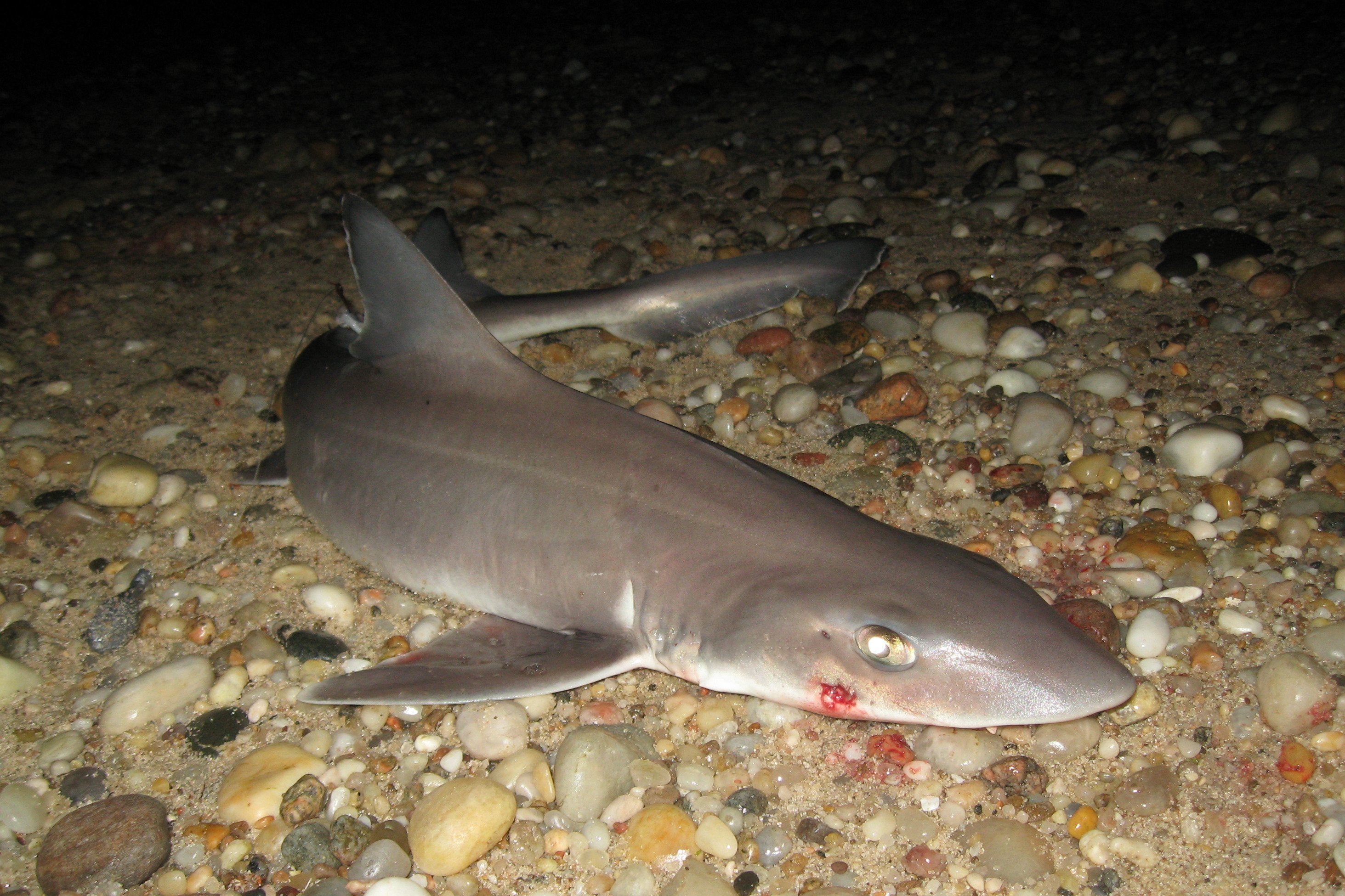 Колючая акула Катран
