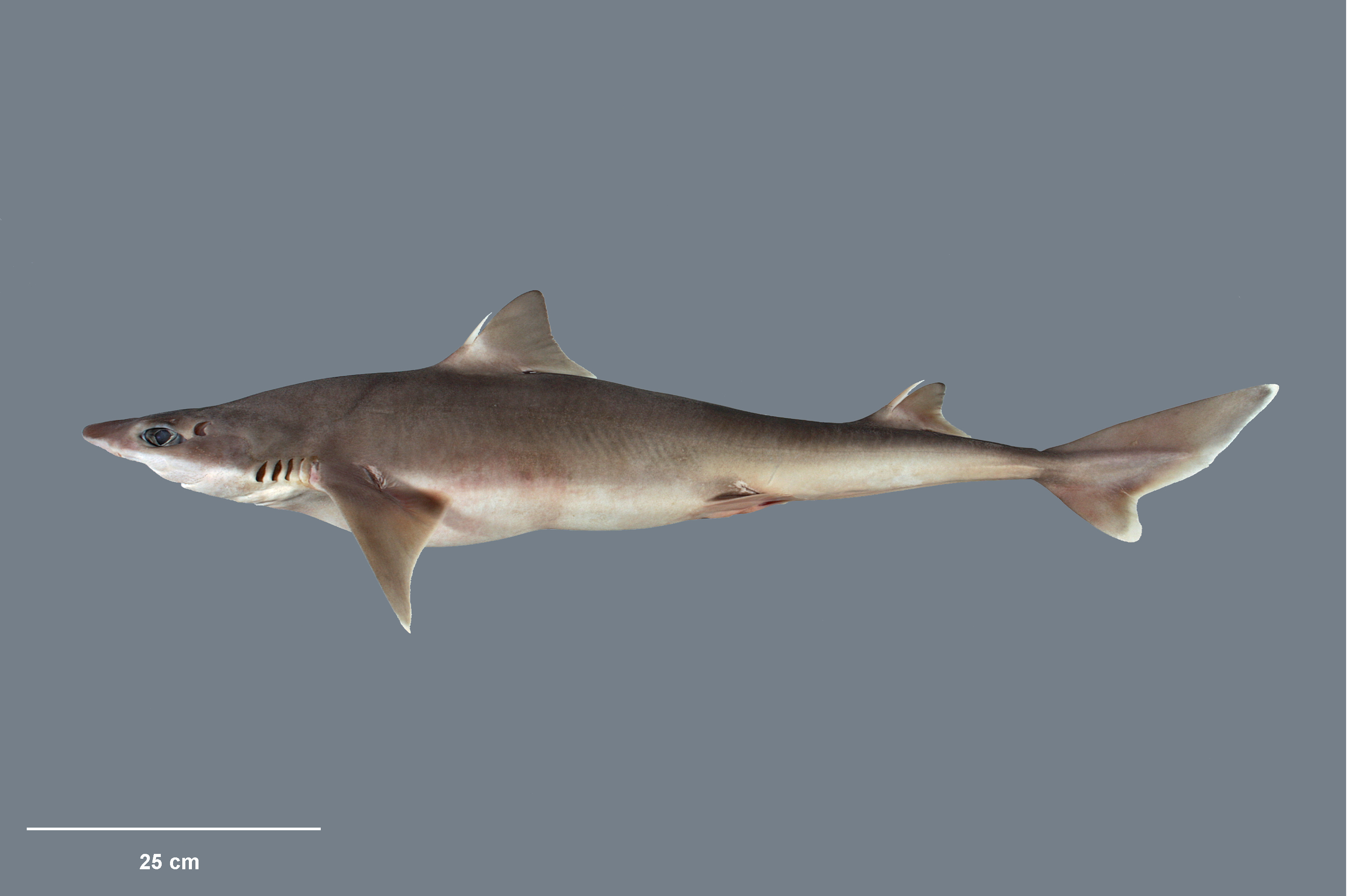 Катран сельдевая акула