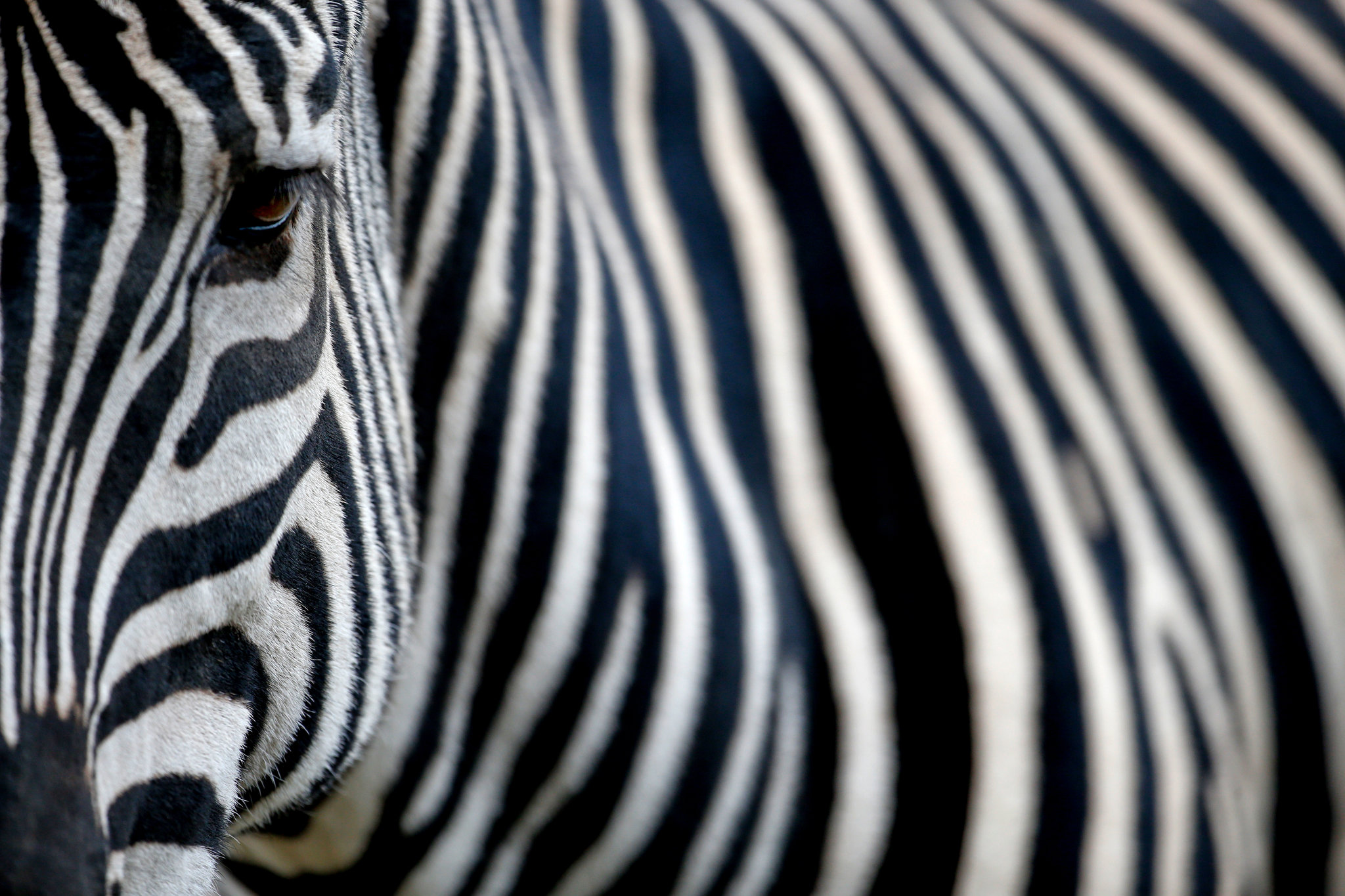 Окраска зебры