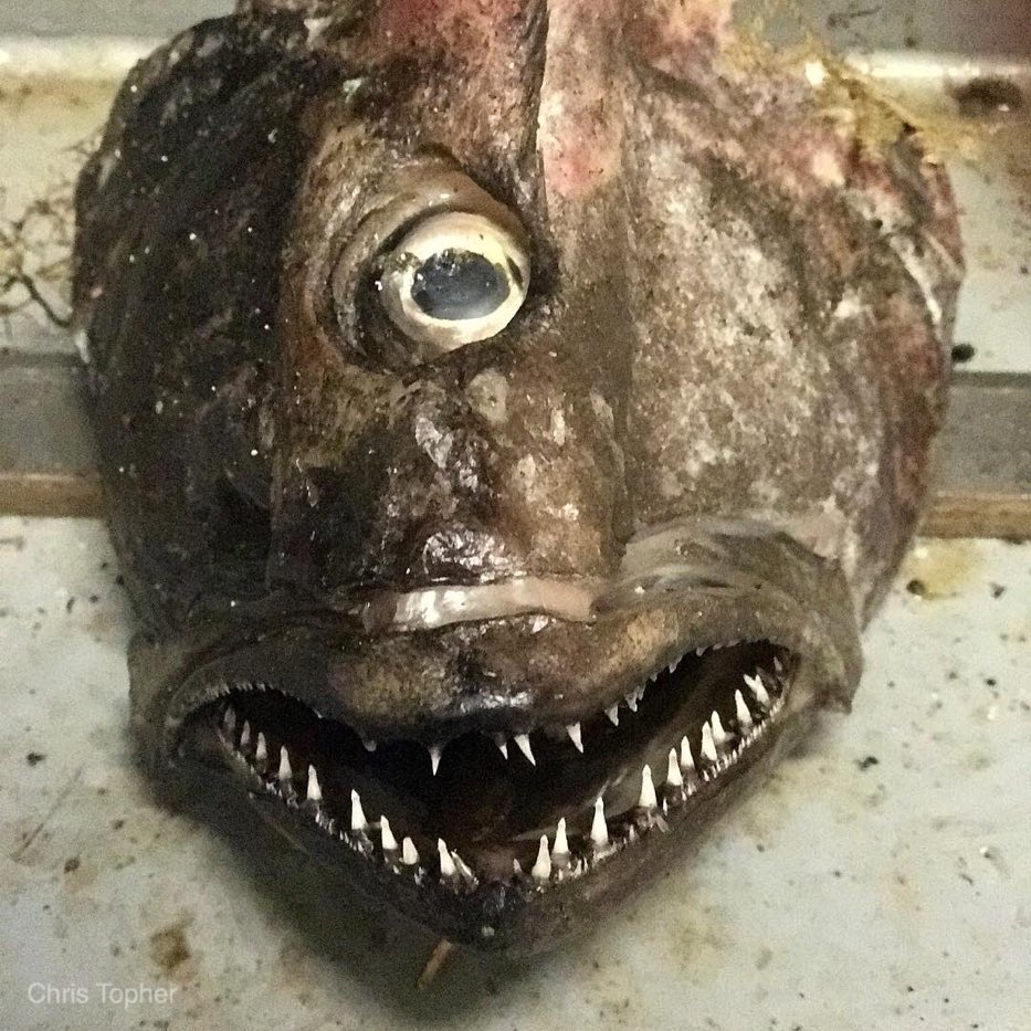 минтай фото рыбы с головой