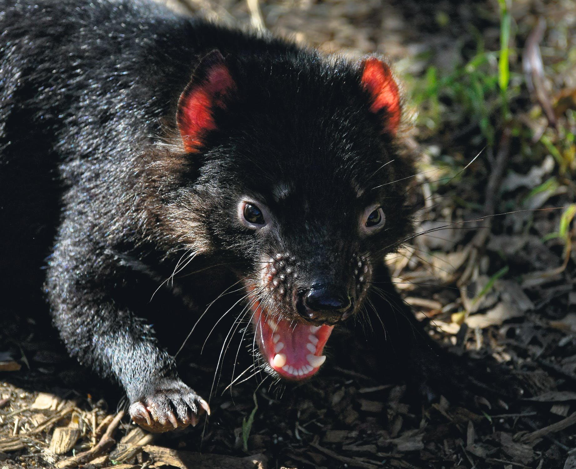 Тасманийский дьявол собака