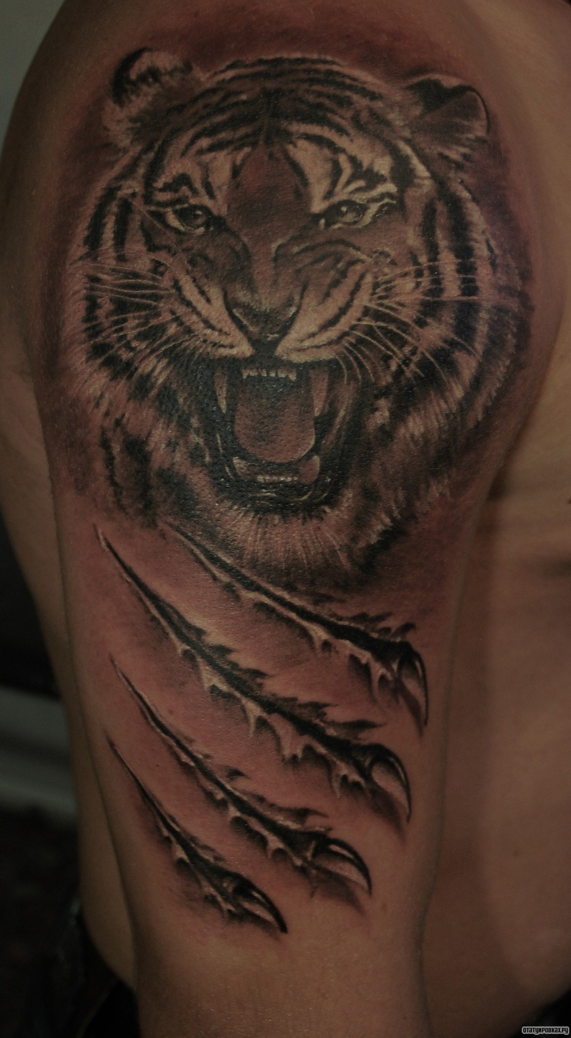 Оскаленный тигр тату