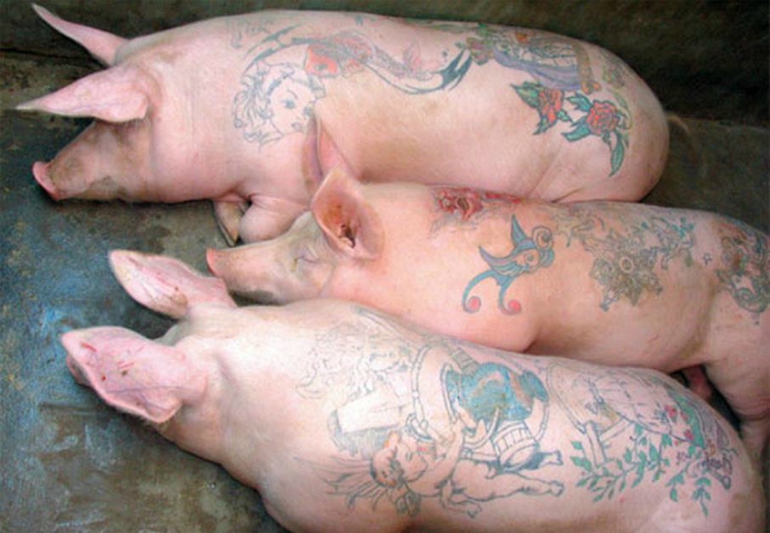 Затутаированные свиньи