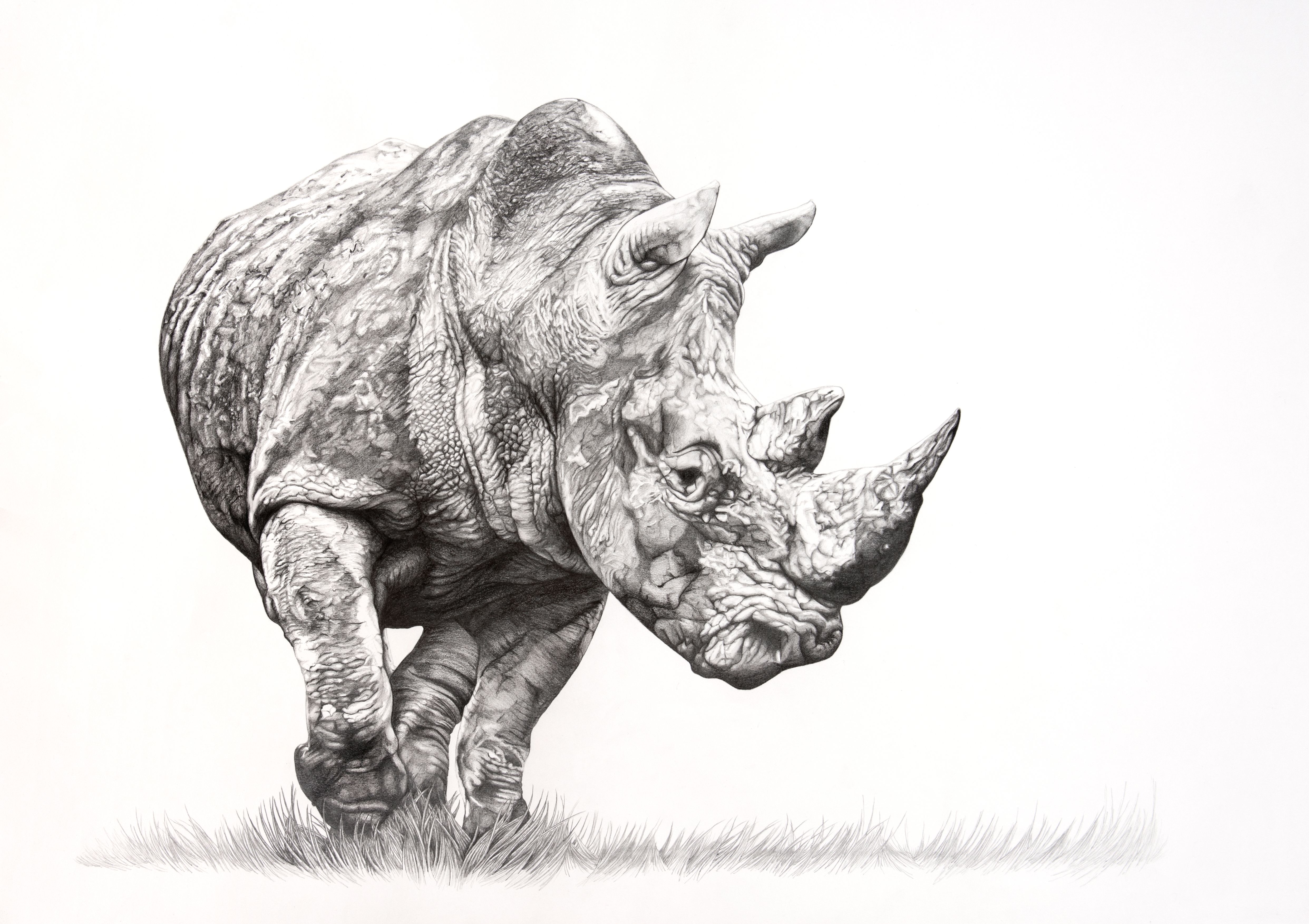 Носорог эскиз