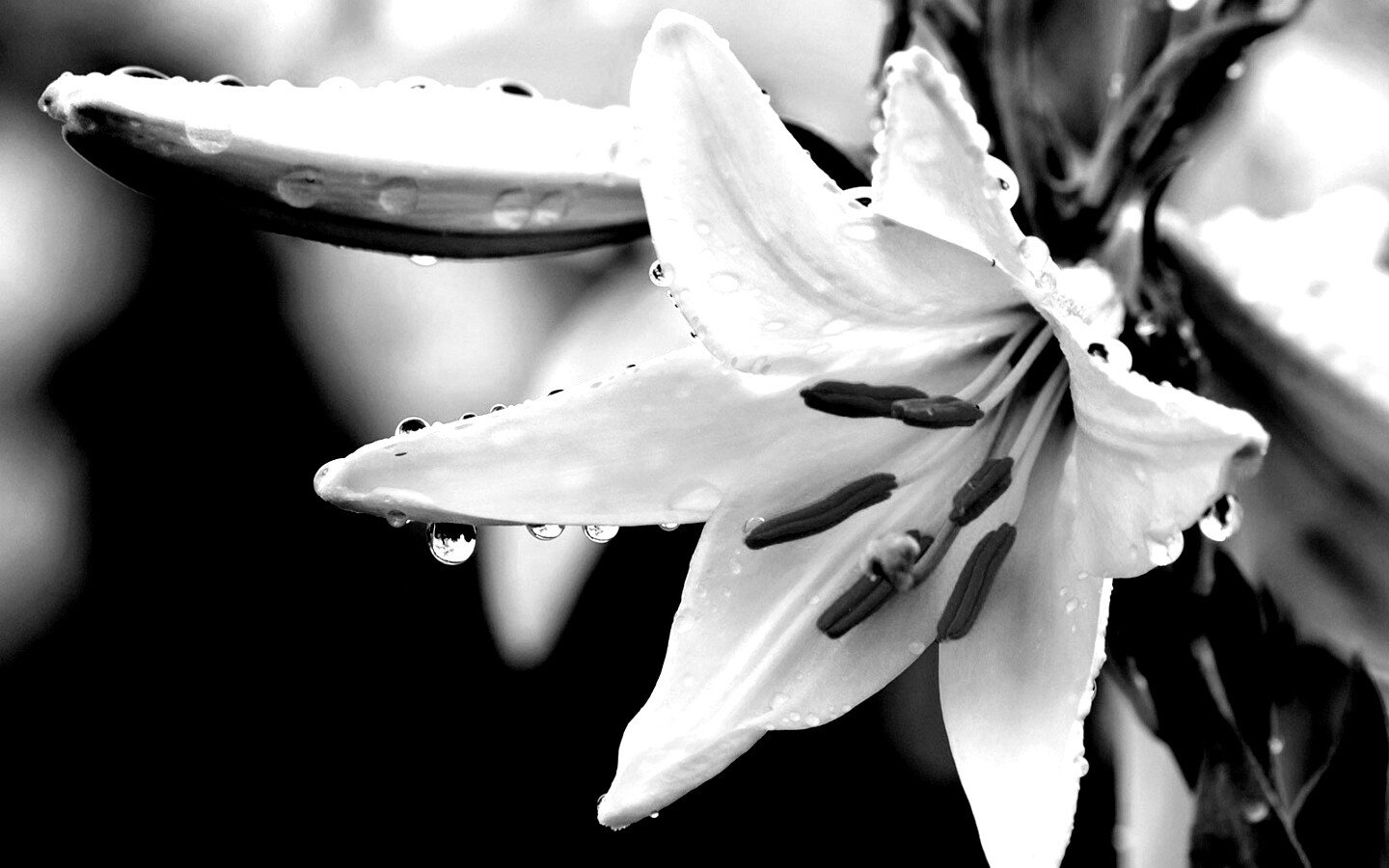 Черно белые лилии