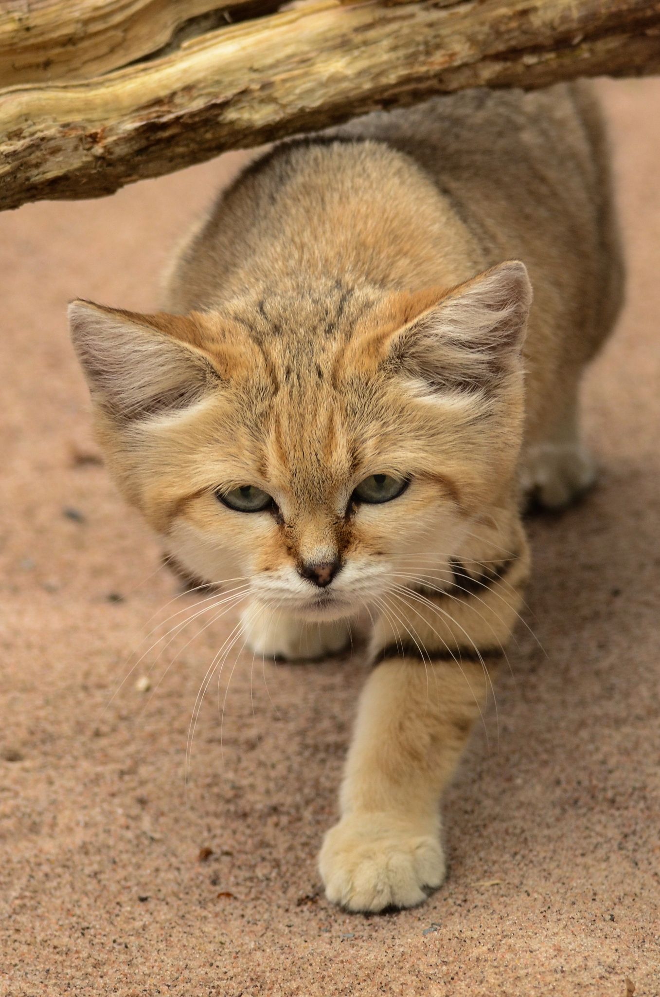 Песчаная кошка (Felis Margarita)